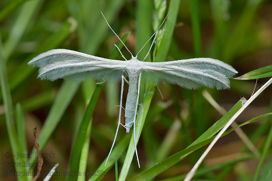 Pterophorus pentadactylus