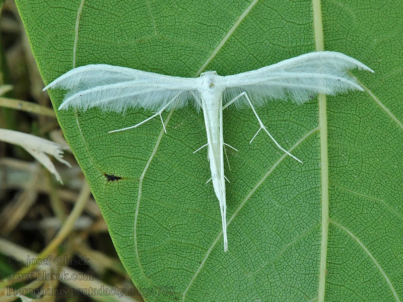 Pterophorus pentadactylus