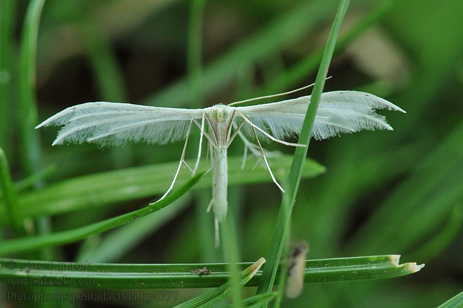 Pterophorus pentadactylus