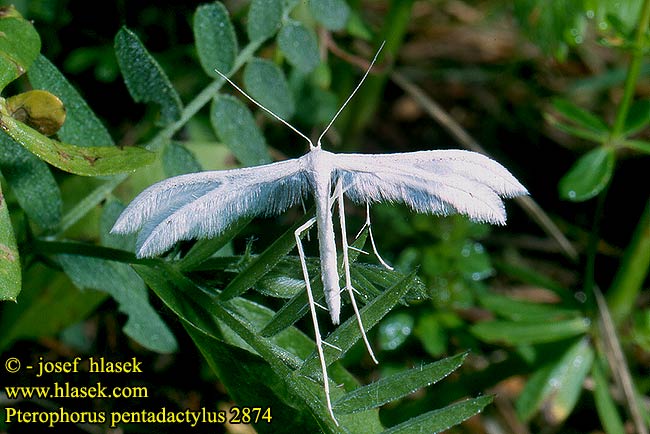 Pterophorus pentadactylus Pernatuška trnková pentadactyla