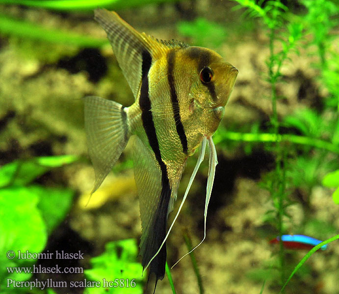 Pterophyllum scalare hc5816