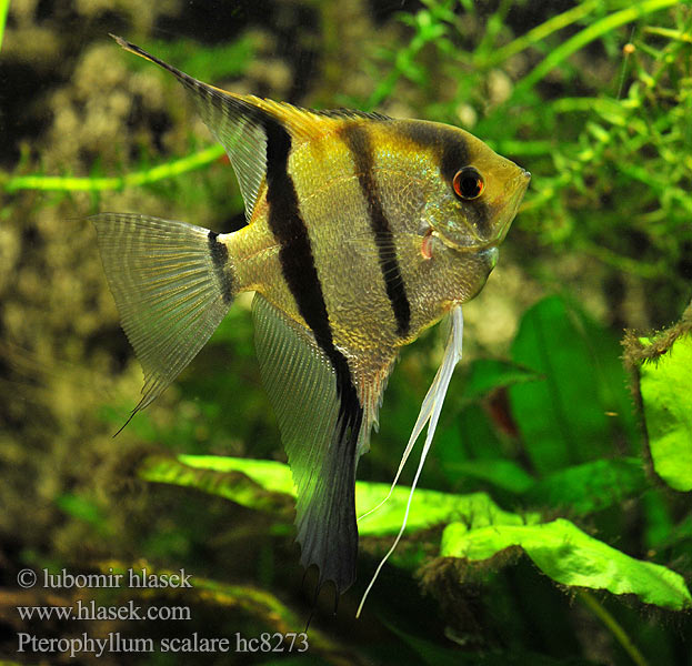 Доклад: Скалярия (Pterophyllum scalare)