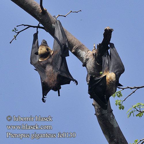 Pteropus giganteus Indian Flying-fox Eigentliche Flughunde Kaloň indický 狐蝠屬 大狐蝠 Zorro volador India インドオオコウモリ Chauve souris géante Inde Flyvende hund Intianlentäväkoira Indiai repülőkutya Vliegende vos Rudawka wielka Badul ثعلب طيّار İriqanad روباه پرنده Kalong Keluang Bakau Индийская летучая лисица Крылан ఎగిరే నక్క