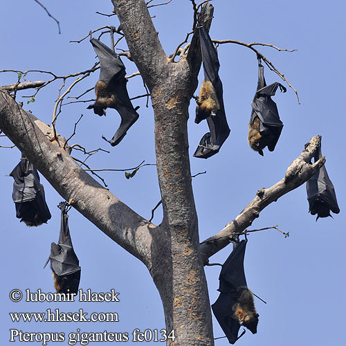 Kaloň indický 狐蝠屬 大狐蝠 Zorro volador India インドオオコウモリ Chauve souris géante Inde Flyvende hund Intianlentäväkoira Indiai repülőkutya Vliegende vos Rudawka wielka Badul ثعلب طيّار İriqanad روباه پرنده Kalong Keluang Bakau Индийская летучая лисица Крылан ఎగిరే నక్క Pteropus giganteus Indian Flying-fox Eigentliche Flughunde