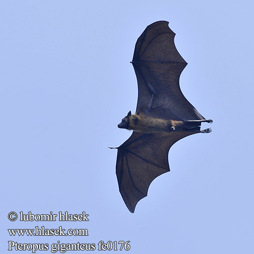 Индийская летучая лисица Крылан ఎగిరే నక్క Pteropus giganteus Indian Flying-fox Eigentliche Flughunde Kaloň indický 狐蝠屬 大狐蝠 Zorro volador India インドオオコウモリ Chauve souris géante Inde Flyvende hund Intianlentäväkoira Indiai repülőkutya Vliegende vos Rudawka wielka Badul ثعلب طيّار İriqanad روباه پرنده Kalong Keluang Bakau