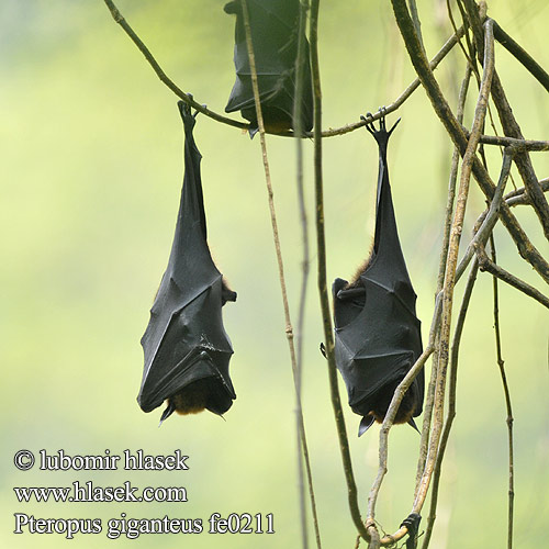 Indian Flying-fox Eigentliche Flughunde Kaloň indický 狐蝠屬 大狐蝠 Zorro volador India インドオオコウモリ Chauve souris géante Inde Flyvende hund Intianlentäväkoira Indiai repülőkutya Vliegende vos Rudawka wielka Badul ثعلب طيّار İriqanad روباه پرنده Kalong Keluang Bakau Индийская летучая лисица Крылан ఎగిరే నక్క Pteropus giganteus