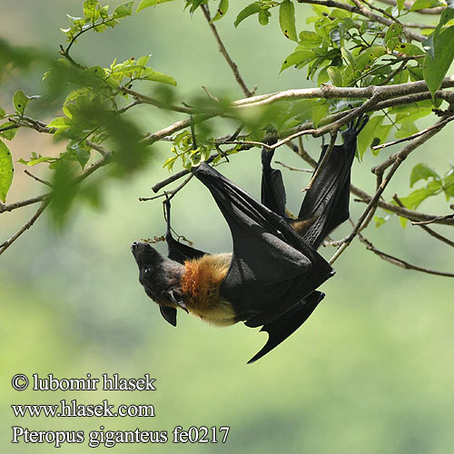 Eigentliche Flughunde Kaloň indický 狐蝠屬 大狐蝠 Zorro volador India インドオオコウモリ Chauve souris géante Inde Flyvende hund Intianlentäväkoira Indiai repülőkutya Vliegende vos Rudawka wielka Badul ثعلب طيّار İriqanad روباه پرنده Kalong Keluang Bakau Индийская летучая лисица Крылан ఎగిరే నక్క Pteropus giganteus Indian Flying-fox