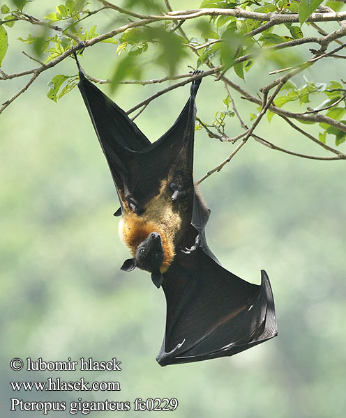 狐蝠屬 大狐蝠 Zorro volador India インドオオコウモリ Chauve souris géante Inde Flyvende hund Intianlentäväkoira Indiai repülőkutya Vliegende vos Rudawka wielka Badul ثعلب طيّار İriqanad روباه پرنده Kalong Keluang Bakau Индийская летучая лисица Крылан ఎగిరే నక్క Pteropus giganteus Indian Flying-fox Eigentliche Flughunde Kaloň indický