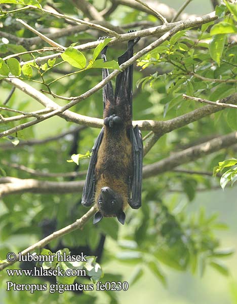 Pteropus giganteus fe0230