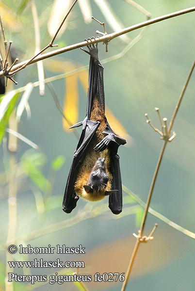 Pteropus giganteus fe0276