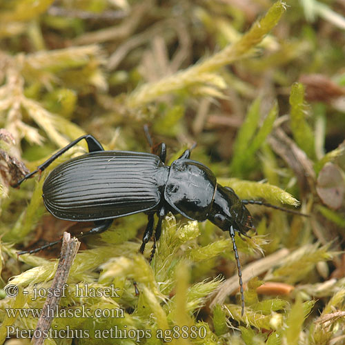 Pterostichus aethiops ag8880