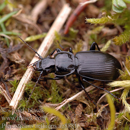 Pterostichus aethiops ag8881