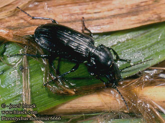 Pterostichus aterrimus 6666