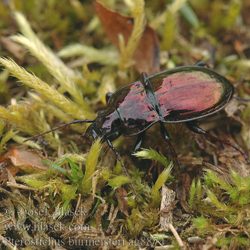 Metallischer Grabkäfer Szykoń metaliczny Utekáčik medený Pterostichus burmeisteri metallicus Střevlíček kovový