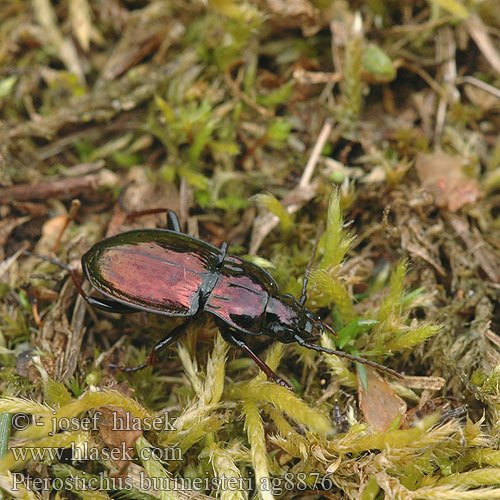 Utekáčik medený Pterostichus burmeisteri metallicus Střevlíček kovový Metallischer Grabkäfer Szykoń metaliczny