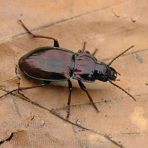 Střevlíček kovový Metallischer Grabkäfer Szykoń metaliczny Utekáčik medený Pterostichus burmeisteri metallicus