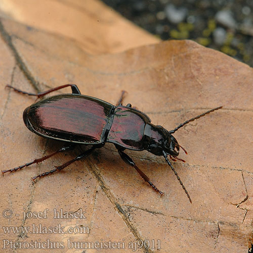 Szykoń metaliczny Utekáčik medený Pterostichus burmeisteri metallicus Střevlíček kovový Metallischer Grabkäfer