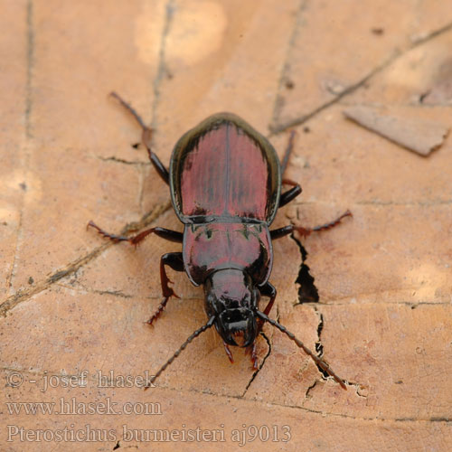 Pterostichus burmeisteri metallicus Střevlíček kovový Metallischer Grabkäfer Szykoń metaliczny Utekáčik medený