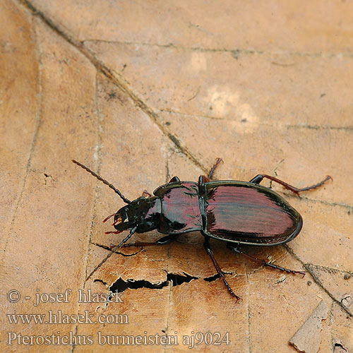 Pterostichus metallicus Střevlíček kovový Metallischer Grabkäfer Szykoń metaliczny Utekáčik medený