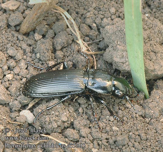 Pterostichus cylindricus ac5305