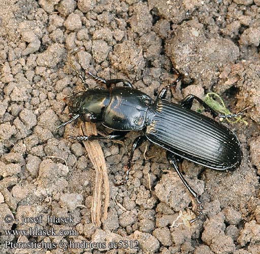 Pterostichus cylindricus ac5312