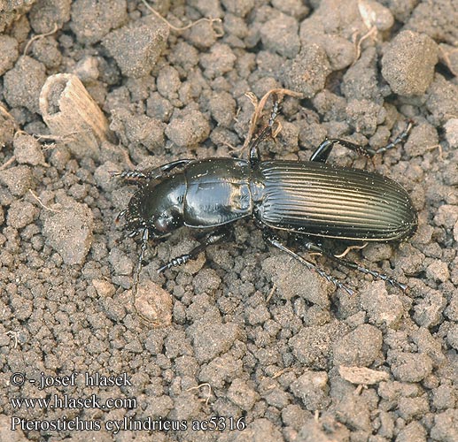 Pterostichus cylindricus ac5316