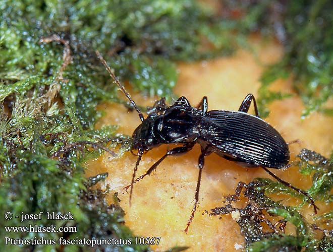 Pterostichus fasciatopunctatus 10567