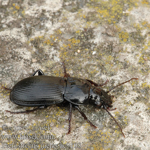 Pterostichus melas ac9108