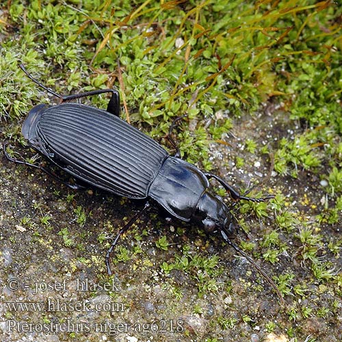 Pterostichus niger Střevlíček černý Skovjordløber Zwarte Loopkever Komor gyászfutó Schwarzer Grabkaefer Großer Grabkäfer Grabläufer Szykoń czarny Птеростих черный Utekáčik čierny Stor svartlöpare