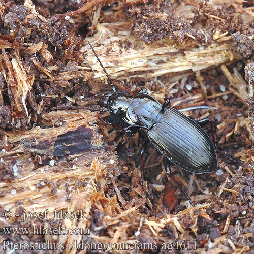 Pterostichus oblongopunctatus ag4611