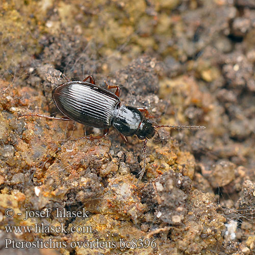 Pterostichus ovoideus