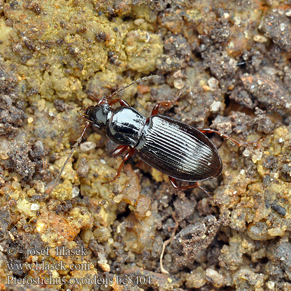 Pterostichus ovoideus