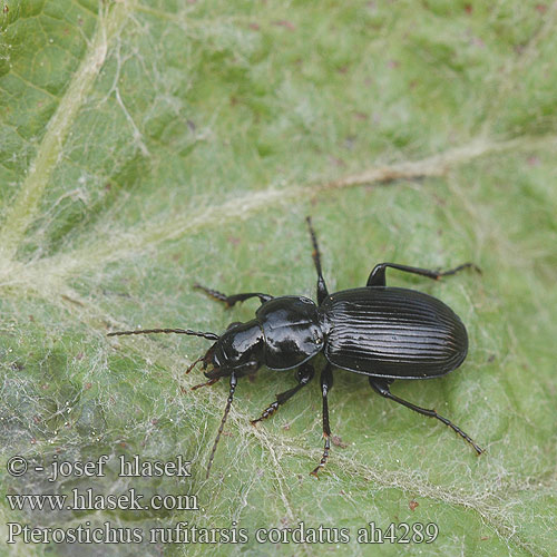 Pterostichus rufitarsis cordatus