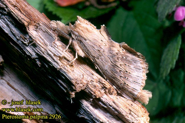 Pterostoma palpina palpinum Pale Prominent Palpen-Zahnspinner