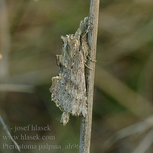 Csőrös púposszövő Pterostoma palpina palpinum Pale Prominent