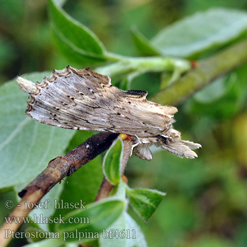 Pale Prominent Palpen-Zahnspinner Schnauzenspinner Hřbetozubec dvouzubý