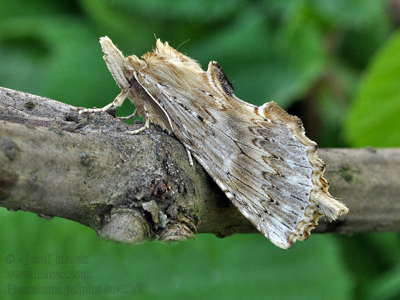 Palpen-Zahnspinner Schnauzenspinner Pterostoma palpina