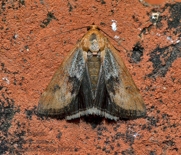 Pterothrixidia rufella