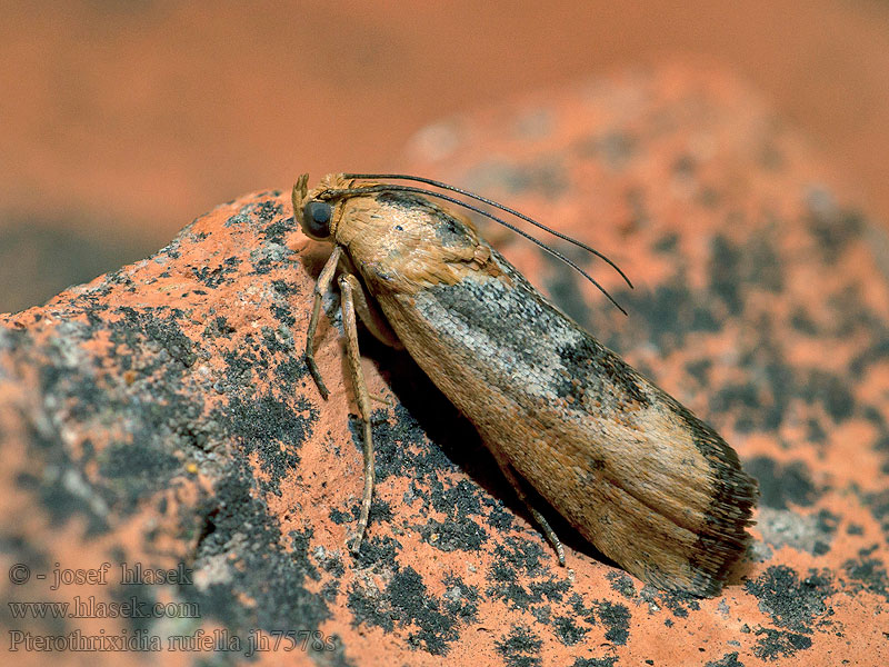 Pterothrixidia rufella