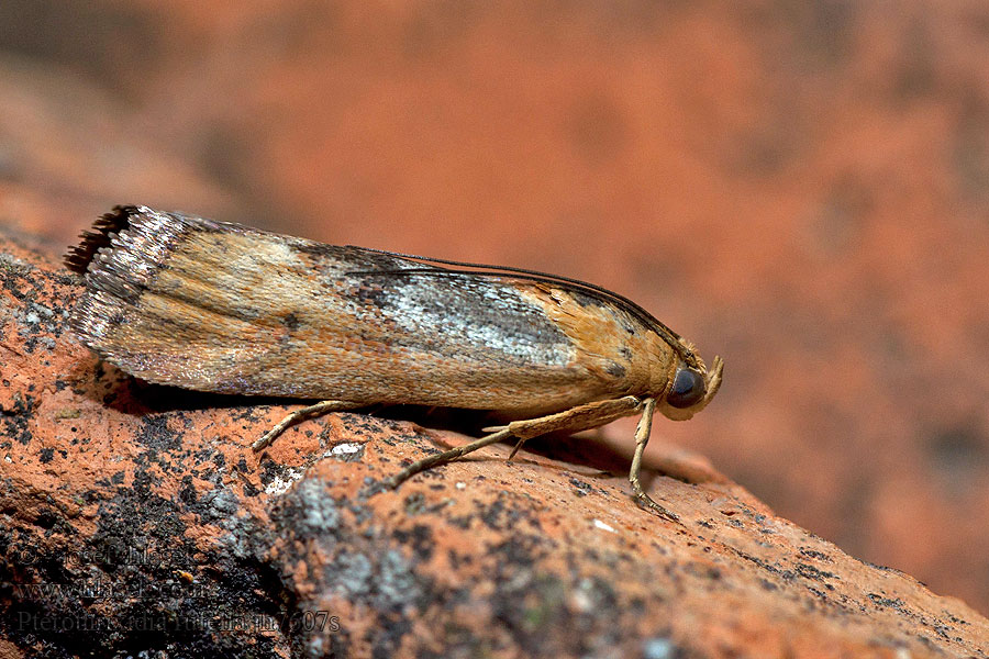 Pterothrixidia rufella