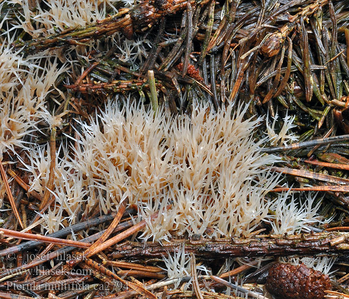 Pterula multifida Štětináček bělavý