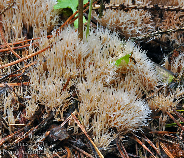 Pterula multifida Stinkende Borstenkoralle