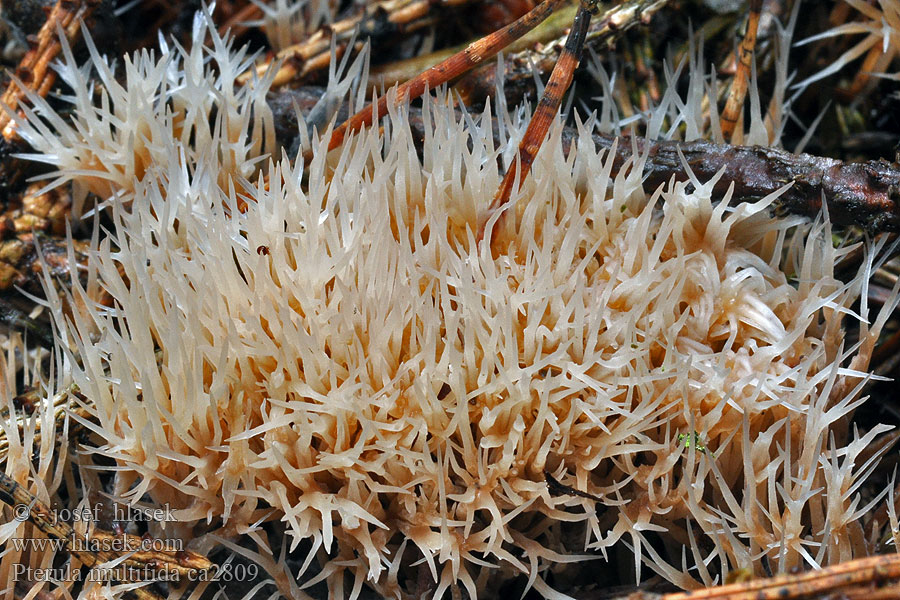 Pterula multifida Piórniczka rozgałęziona