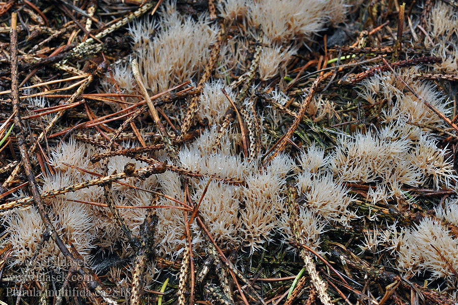 Pterula multifida Štetinačka bledookrová
