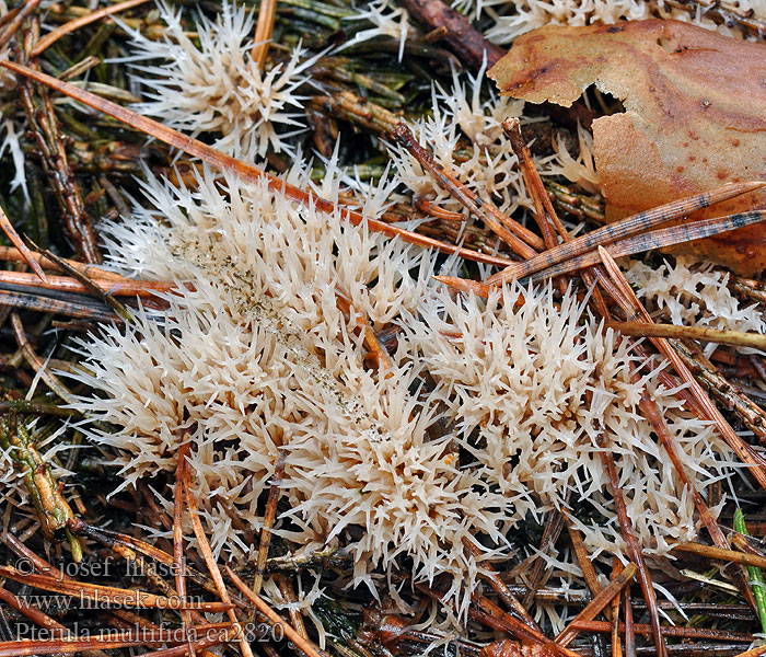 Pterula multifida Busket Fjerkølle