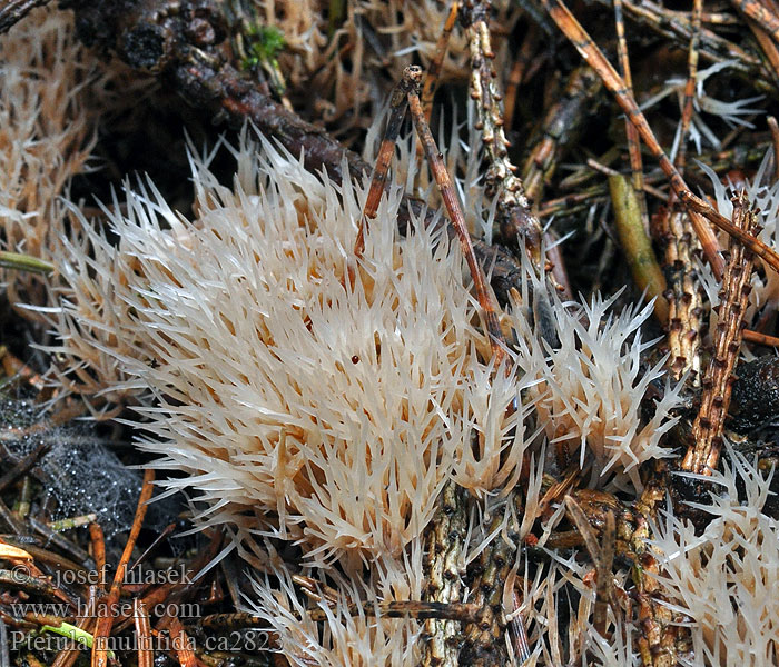 Pterula multifida Barrmattsvamp