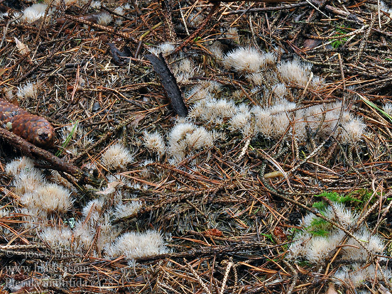 Pterula multifida Børstesopp