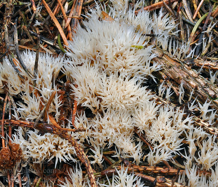 Pterula multifida Птерула разветвленная