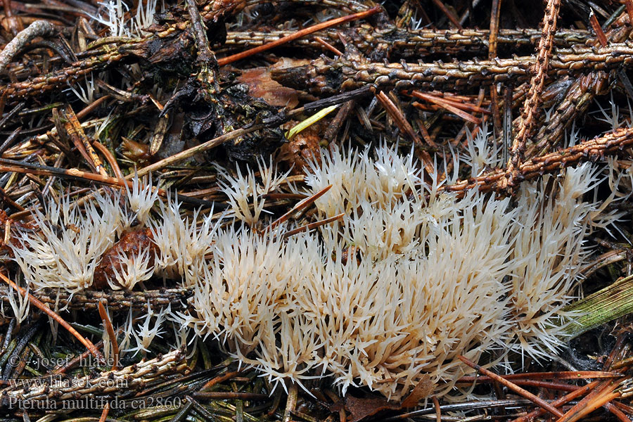 Štětináček bělavý Pterula multifida