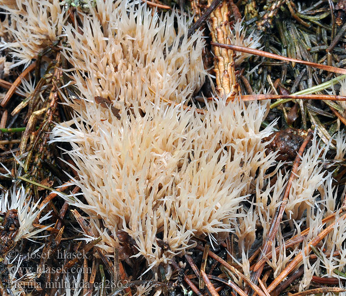 Stinkende Borstenkoralle Pterula multifida